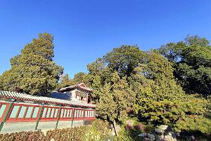 2023 11 PEKIN - PARC BEIHAI (31)